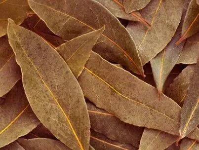 Bay-Leaf