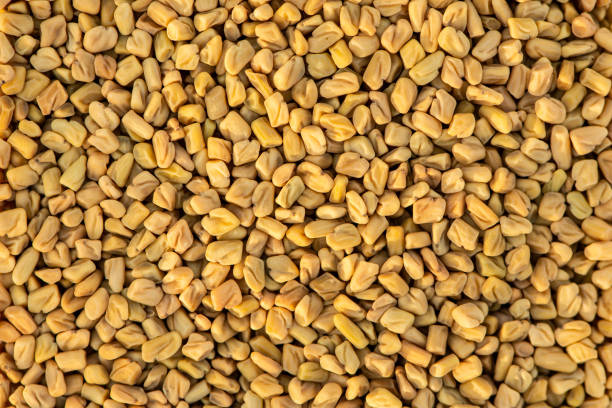 Fenugreek