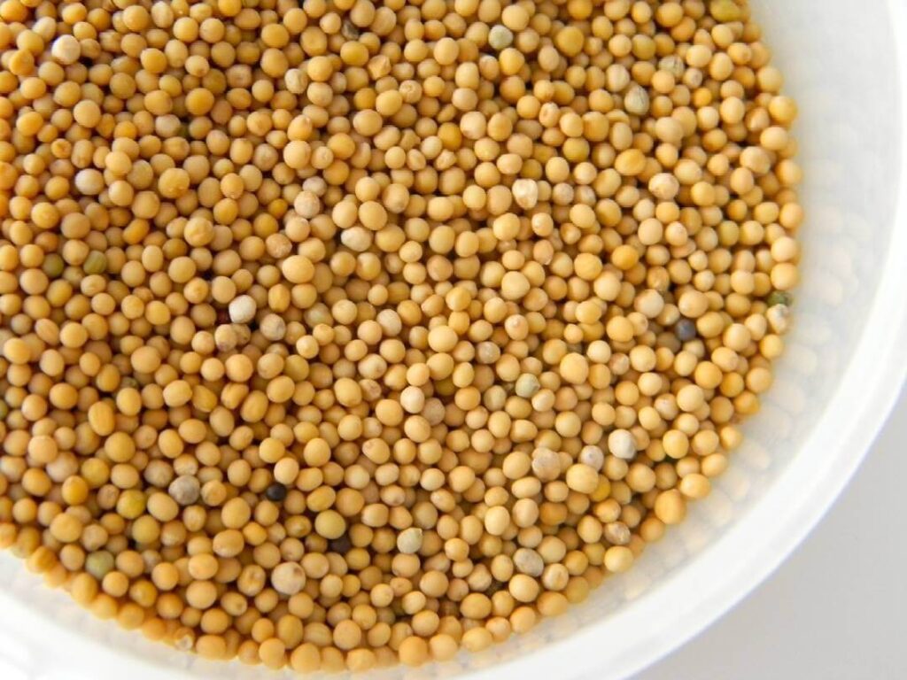 Yellow Mustared Seeds
