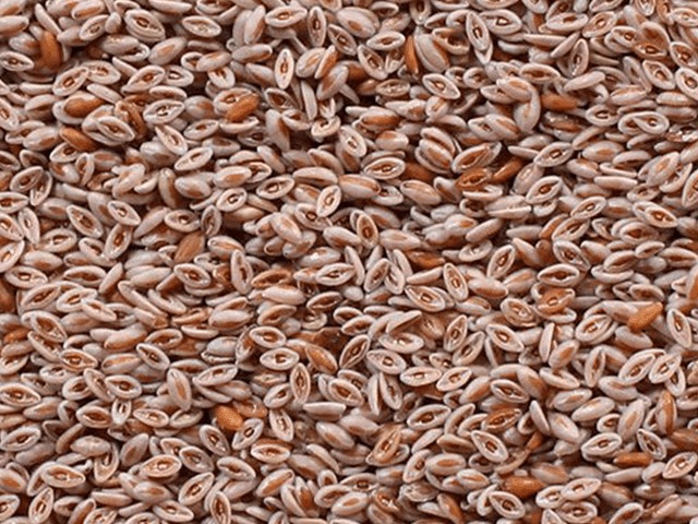 Psyllium_seeds